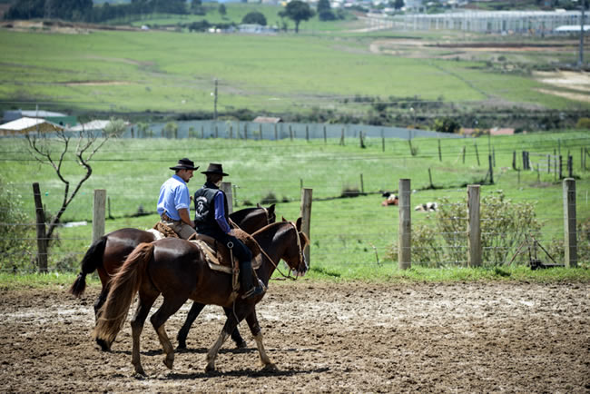 CAVALO CRIOULO OK: 2012