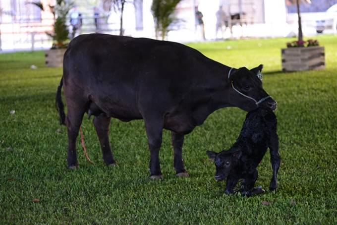 Vaca campeã da luz a bezerro em plena pista de julgamento-680