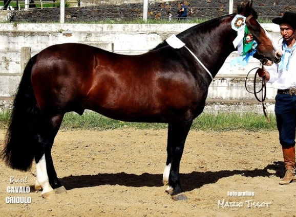 CAVALO CRIOULO OK: 2012