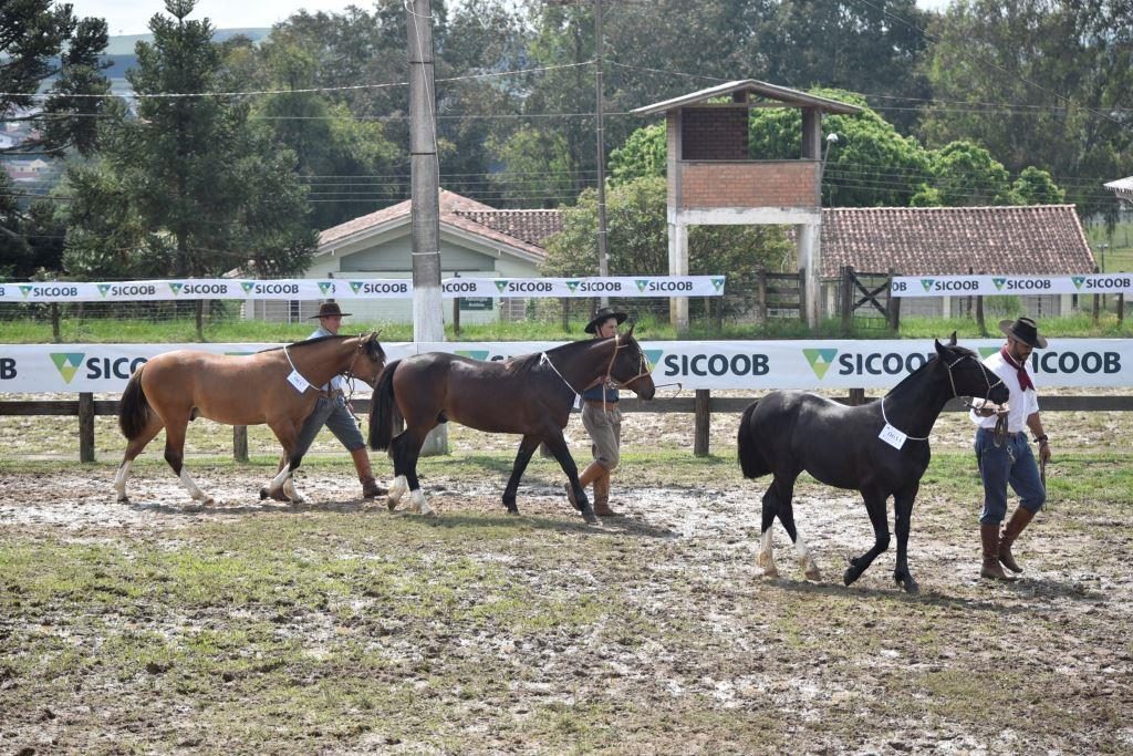 CAVALO CRIOULO OK: 2012